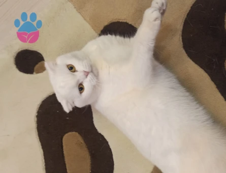 Kar Tanesi Kızımıza eş arıyoruz.