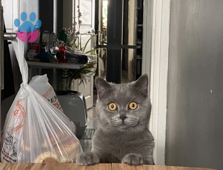 Oğlumuza eş arıyoruz