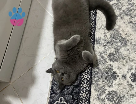 Oğlumuza eş arıyoruz