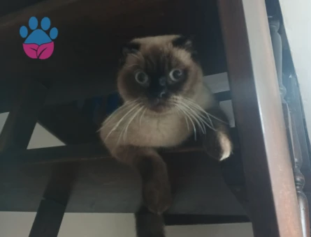 1 yaşını geçkin siyam/scottish kırması kızımıza eş arıyoruz