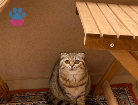 Kızımıza eş arıyoruz