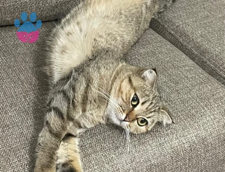 Kızımıza eş arıyoruz