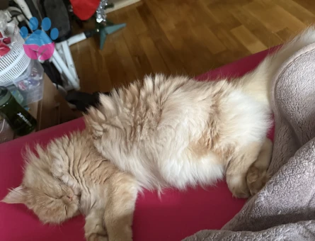 Sevimli , bakımlı , aşıları tam BRİTİSH LONG HAİR GOLDEN KIZIMA EŞ ARIYORUM.