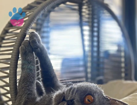 Kızımıza eş arıyoruz