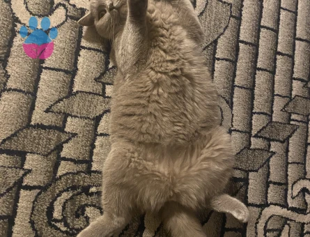 Dişi kedime eş arıyorum