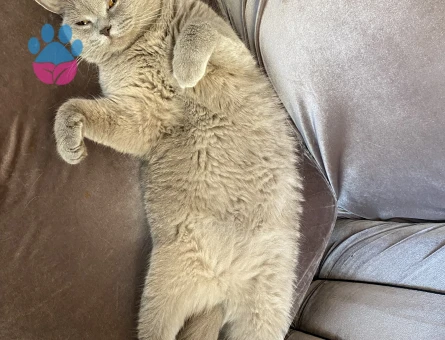 Dişi kedime eş arıyorum