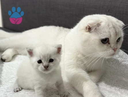 Pamuk kıza eş arıyorum