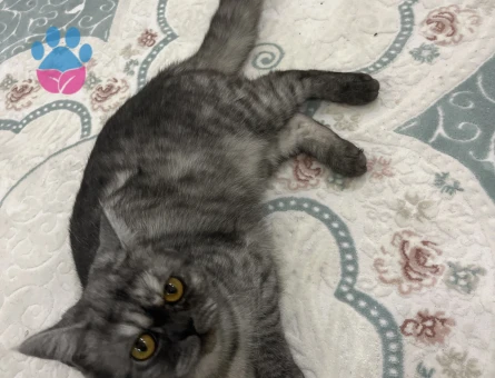 Kızımıza eş arıyoruz