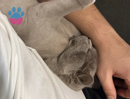 Bebek düşünen bir eş arıyoruz