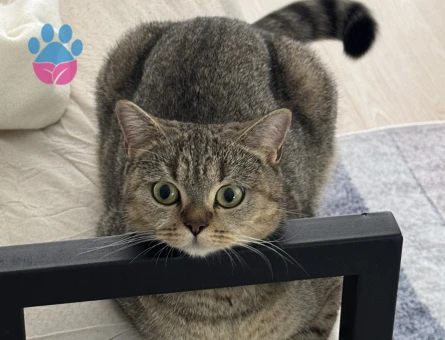 British shorthair acil