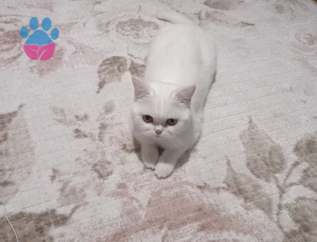 Lunamıza eş arıyoruz