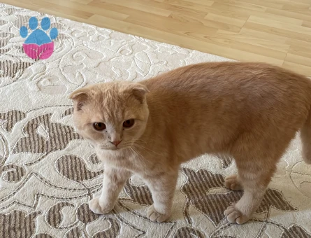 Scottish Fold Kedime British Eş Arıyoruz