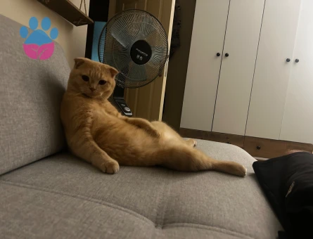 Scottish Fold Kedime British Eş Arıyoruz