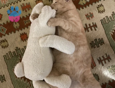 Scottish Fold Kedime British Eş Arıyoruz