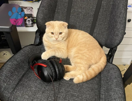 Scottish Fold Kedime British Eş Arıyoruz