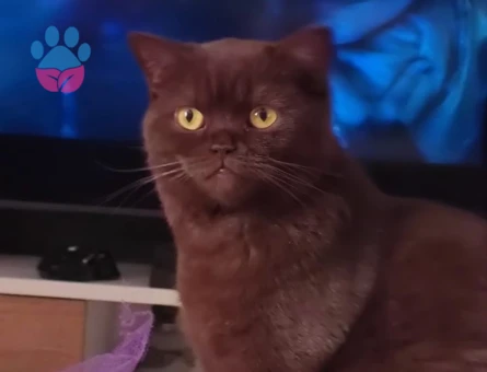 British Shorthair 1 Yaşında Eş Arıyor