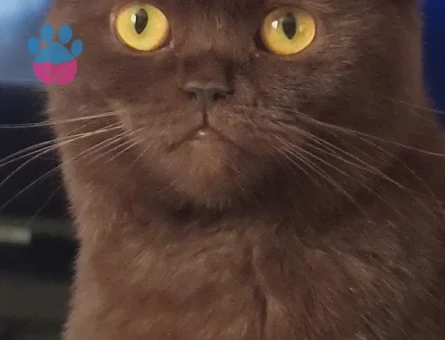 British Shorthair 1 Yaşında Eş Arıyor