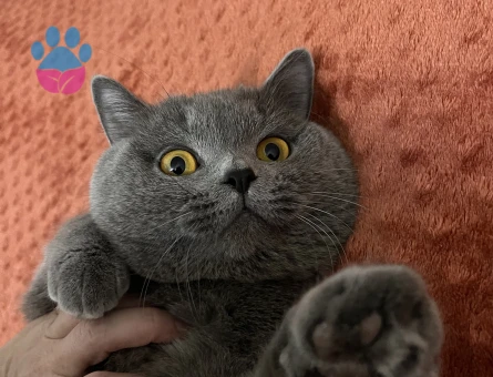 Erkek British Shorthair Kedime Eş Arıyorum