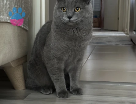 Çakıl eşini arıyor