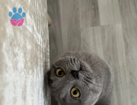 Çakıl eşini arıyor