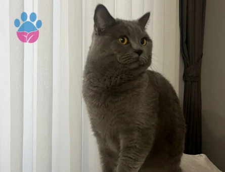 Çakıl eşini arıyor