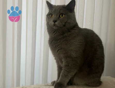 Çakıl eşini arıyor