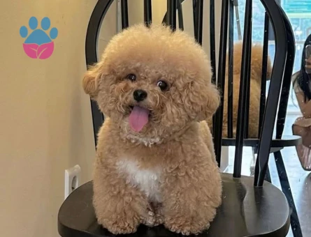 Toy Poodle Oğlumuz Karamel Eş arıyor