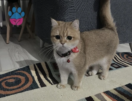 British Shorthair 2 Yaşında Kedime Eş arıyorum