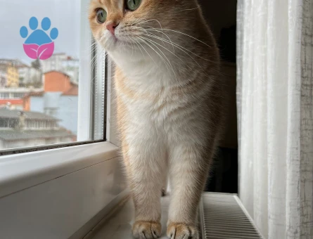 British Shorthair 2 Yaşında Kedime Eş arıyorum