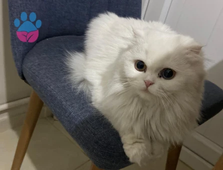 British Longhair Lucy Eş Arıyor