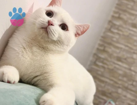 British Shorthair Erkek 1 Yaşında Eş Arıyor