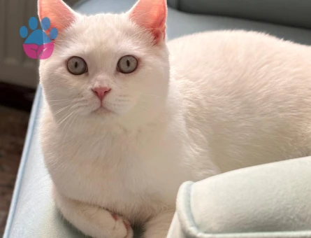 British Shorthair Erkek 1 Yaşında Eş Arıyor