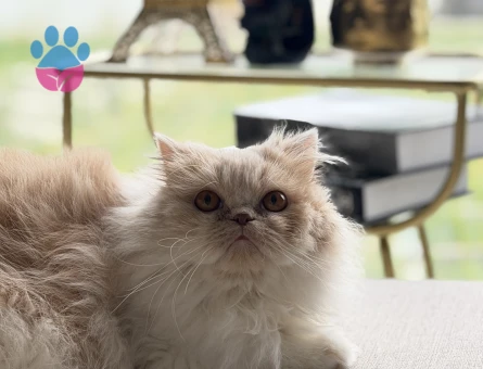 İran kedisi eş arıyorum