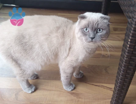 Scottish Fold Oğluma eş arıyorum