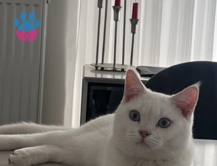 Acil dişi eş arıyoruz