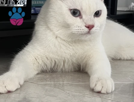 Acil dişi eş arıyoruz