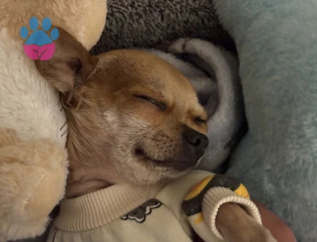 Chihuahua Köpeğim 2 Yaşında Eş Arıyoruz