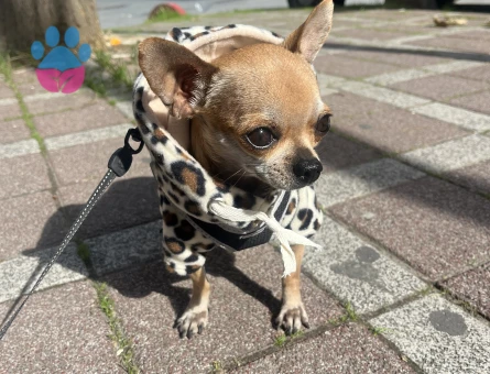 Chihuahua Köpeğim 2 Yaşında Eş Arıyoruz