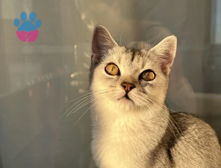 Erkek kedimize eş arıyoruz