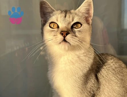 Erkek kedimize eş arıyoruz