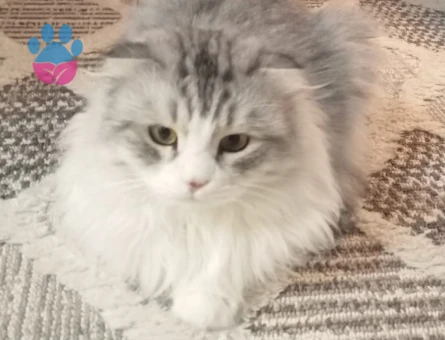 Scottish fold Erkek kedim için eş arıyorum