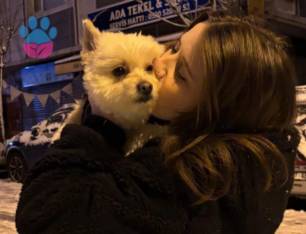 Maltepe Terier pomerian boo kırması oğluma eş arıyorum