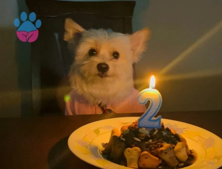 Maltepe Terier pomerian boo kırması oğluma eş arıyorum