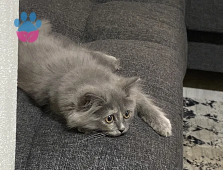 British longhair Dişi Kedim Eş Arıyor