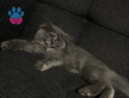 British longhair Dişi Kedim Eş Arıyor