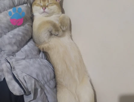 British Oğluma eş arıyorum