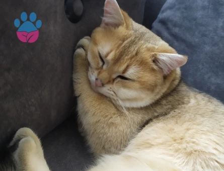 British Oğluma eş arıyorum