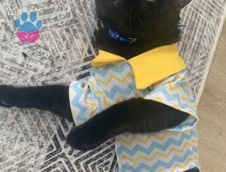 Leo’ma Eş Arıyorum.