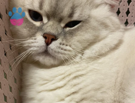 British Shorthair Dişi Kızgınlıkta