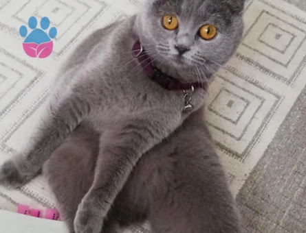 Scottish Fold kızımıza DAMAT arıyoruz, şu an kızanda